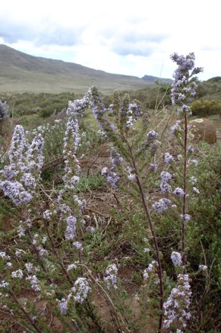 Selago flanaganii old plant